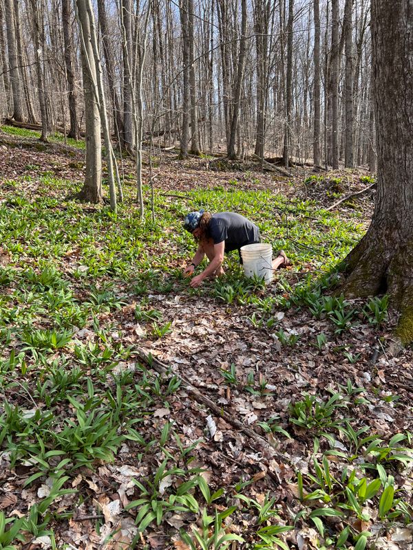 Foraging for wild leeks